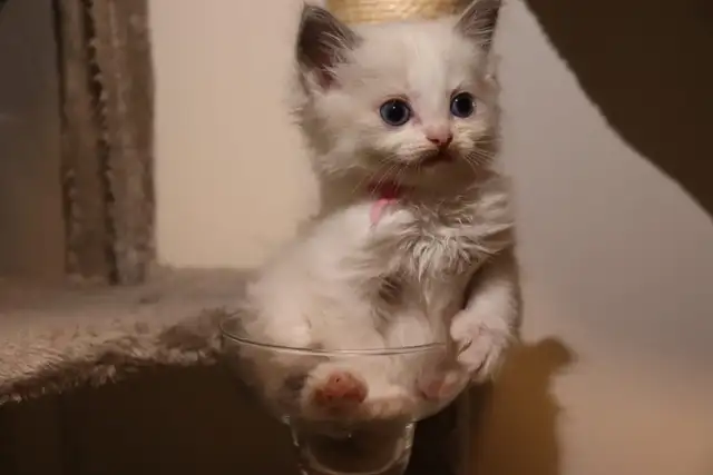 TICA Registered Purebred Ragdoll Kittens Rehoming (Read Full)