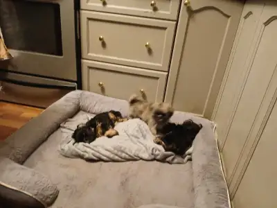 Shihzu Puppy, View more