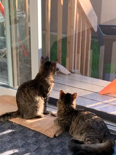 Separately Rehoming Two  Mixed Bengal Cats, View more
