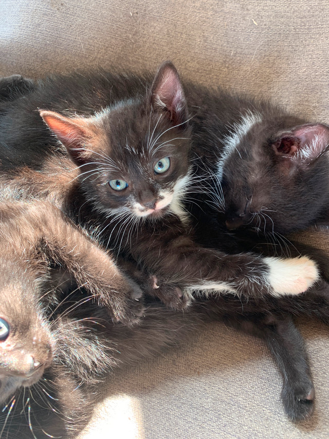 Cute kittens black and white in Cats & Kittens for Rehoming in St. Albert