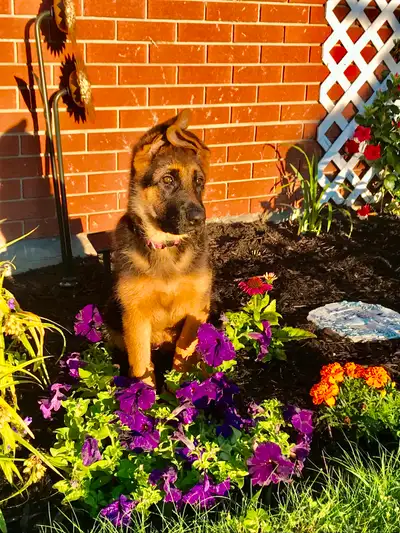 Purebred German Shepherd Puppies CKC Reg’d, View more