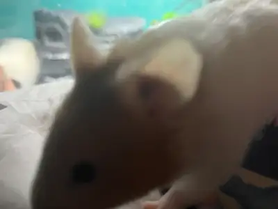 free hamsters, View more