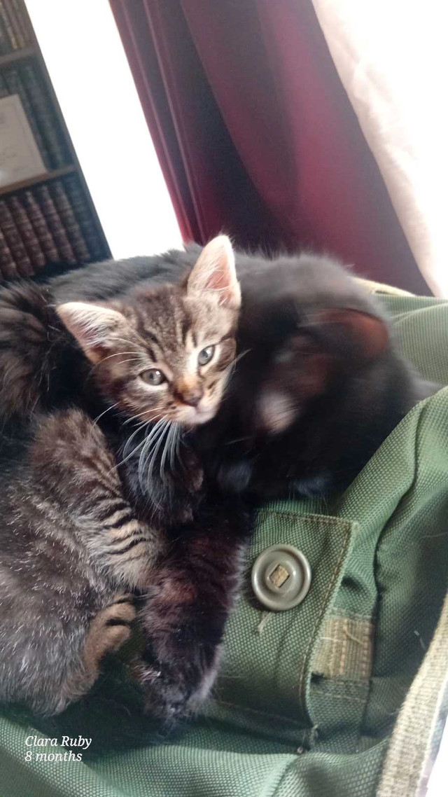 the sweetest boy  in Cats & Kittens for Rehoming in Fredericton