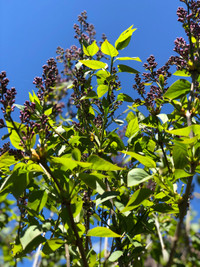 Lilac sapling