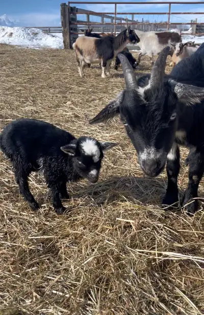 Nigerian Dwarf Doe with Doeling , View more
