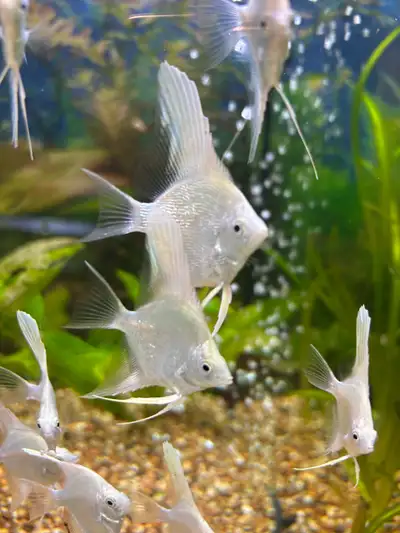 Platinum Angelfish, View more