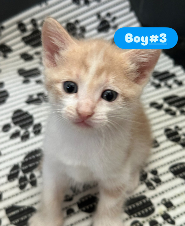 Ragdoll Mainecoon / Russian Blue Mix in Cats & Kittens for Rehoming in Richmond - Image 4