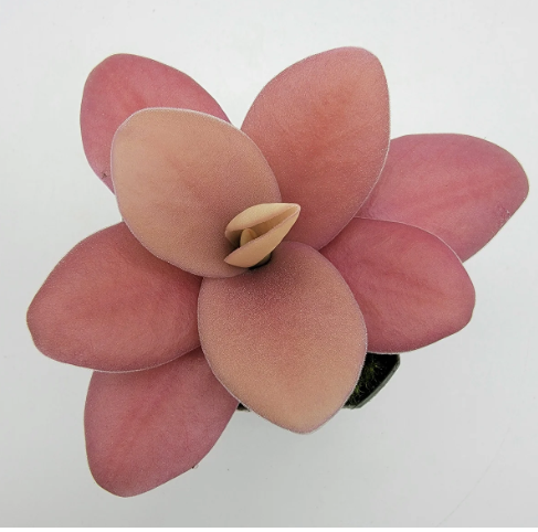 Pinguicula Gigantea Red butterwort carnivorous plant in Plants, Fertilizer & Soil in City of Toronto - Image 5