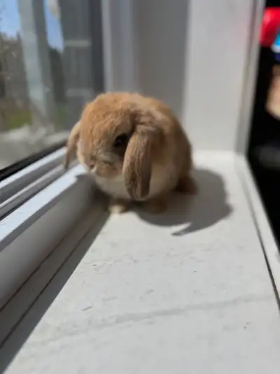 8 holland lop bunnies , View more