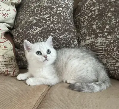 Purebred Scottish Fold kittens AVAILABLE , View more
