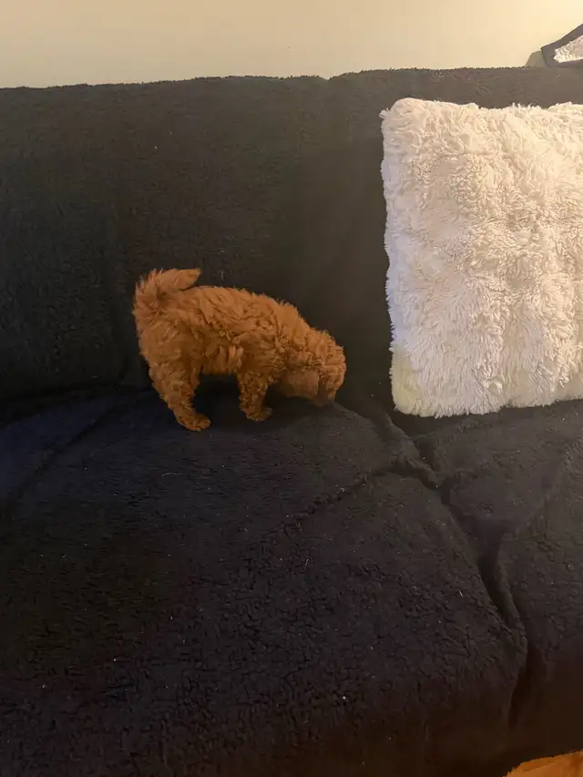 ❤️ Adorable Tiny Toy Poodle  puppies are Available ❤️ in Dogs & Puppies for Rehoming in City of Toronto - Image 3