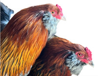 THREE BEAUTIFUL (AND GENTLE ) PUREBRED AMERAUCANA ROOSTERS FREE