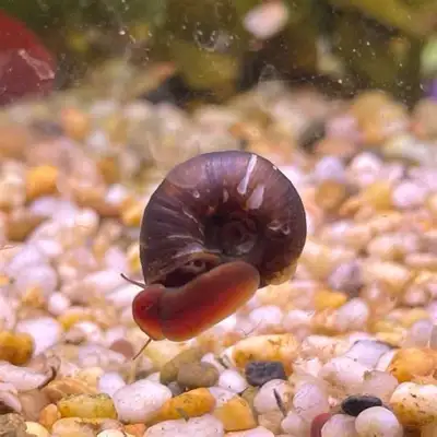 Ramshorn Snails, View more