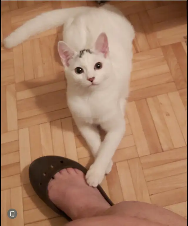 Clochette cherche sa nouvelle famille – Montréal in Cats & Kittens for Rehoming in City of Montréal - Image 2