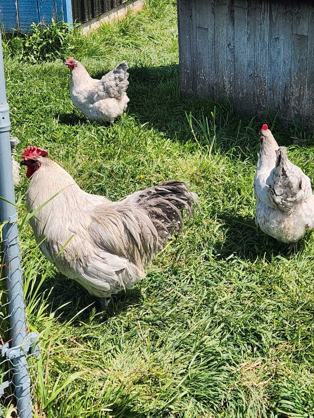 Lavender Orpington Hatching eggs  in Livestock in London