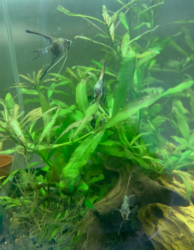 Baby Viel tail Smokey Leopard angelfish. in Fish for Rehoming in Leamington