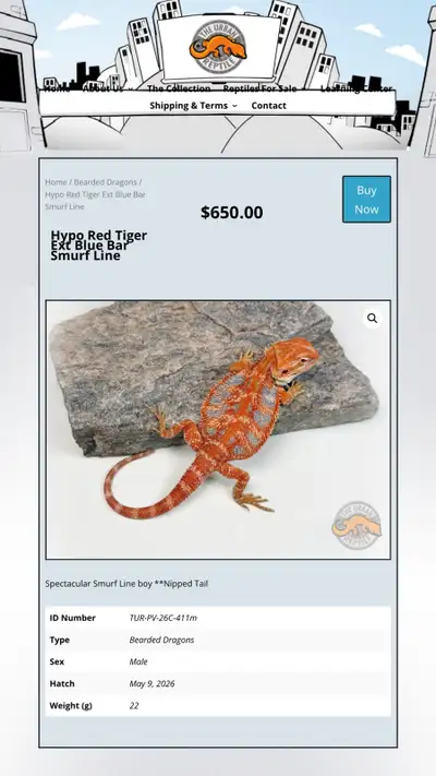 BEARDED DRAGONS-Top Quality-AVAILABLE NOW!, View more
