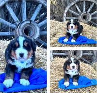 Purebred Bernese Mountain Dog Puppies (DNA Health Tested Parents