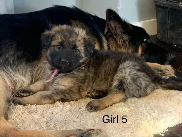 KING SHEPHERD CROSS PUPPIES - Livestock Guardians / Protectors in Dogs & Puppies for Rehoming in Saskatoon - Image 8