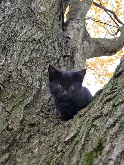 cats and kittens for rehoming, View more