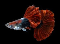 IFGA line bread guppies red rose and and red tail platinum