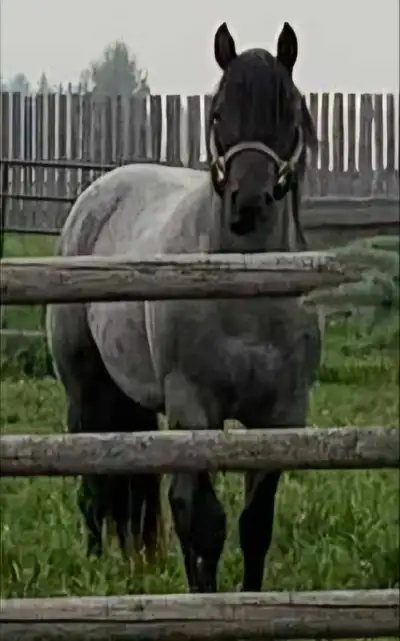 stallion at stud, View more