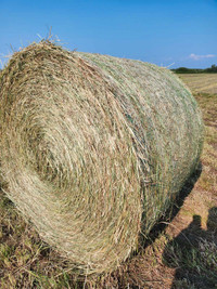 2023 grass hay 
