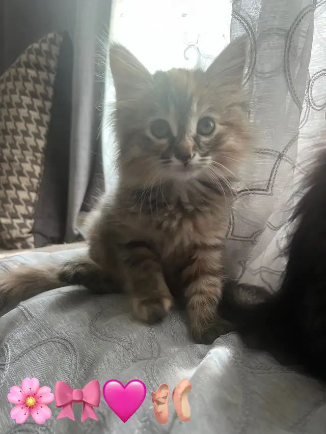 kittens looking for their FUR-ever home. in Cats & Kittens for Rehoming in Hamilton - Image 3
