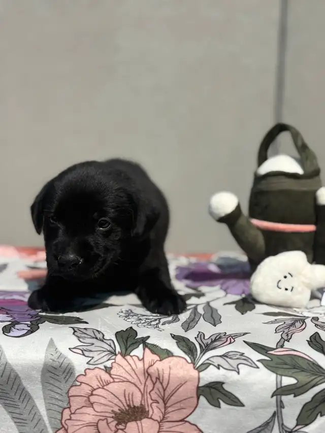 chiot labrador pure race in Dogs & Puppies for Rehoming in Laval / North Shore - Image 3