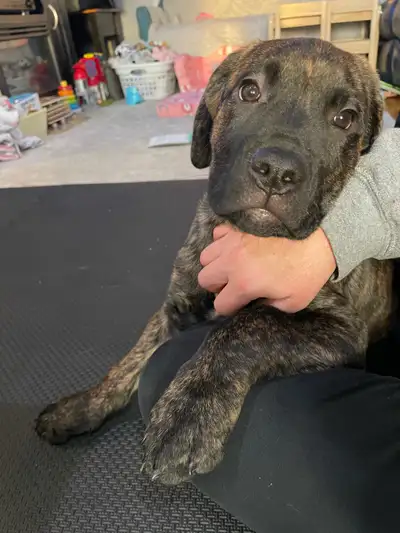 Last Brindle Corso Male, View more
