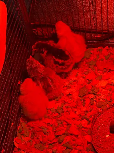 Barnyard chicks, View more