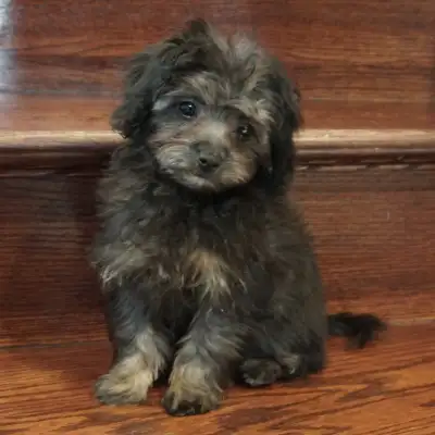 Two adorable tiny toy Aussiedoodle puppies ready for loving homes! Expected adult weight 4–5 lbs. Ra...