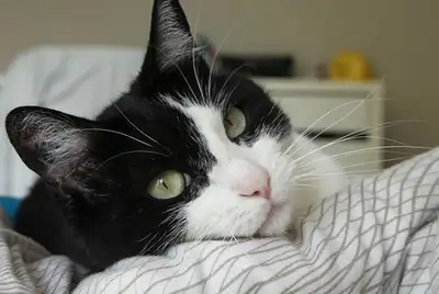 MAGNIFIQUE CHATON STÉRILISÉ ET RONRON ASSURÉ, View more
