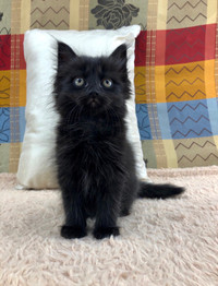 Purebred Black Smoke Maine Coon