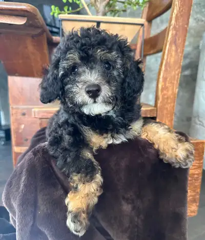 Chiot Caniche Miniature || Miniature Poodle Puppy, View more
