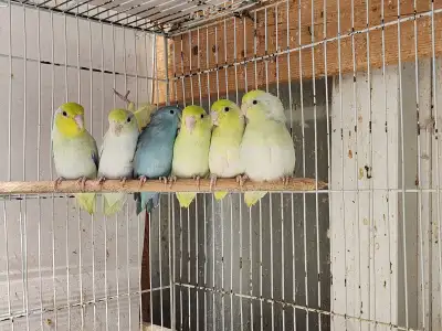 baby parrotlets, View more