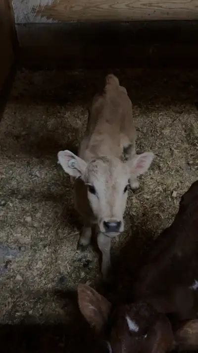 jersey X char heifer calf , View more