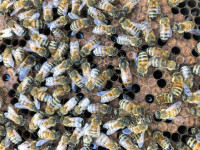 Ontario Honeybee Nucs