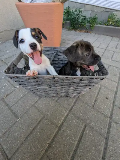 Jack Russell x french bulldog, View more
