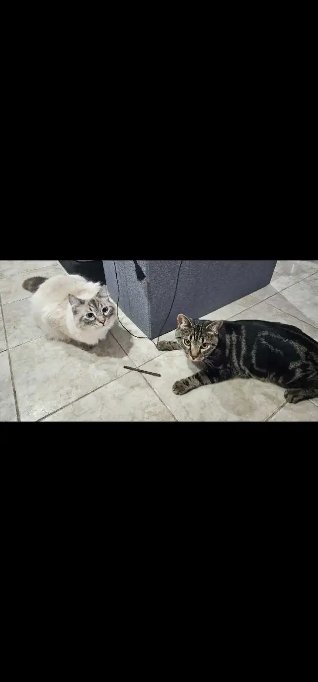 A Cat Named Mango, my cat's BF64407496931457121