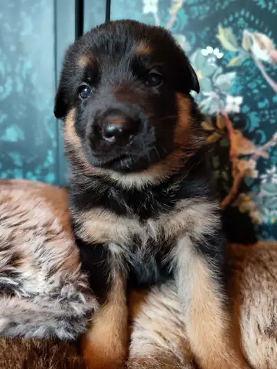 CKC PUREBRED GERMAN SHEPHERD PUPPIES, View more