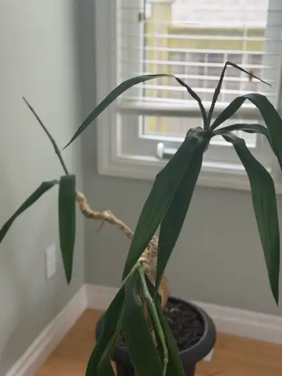 indoor plant, View more