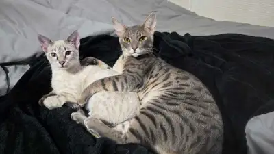 Exotic Savannah Cats, View more