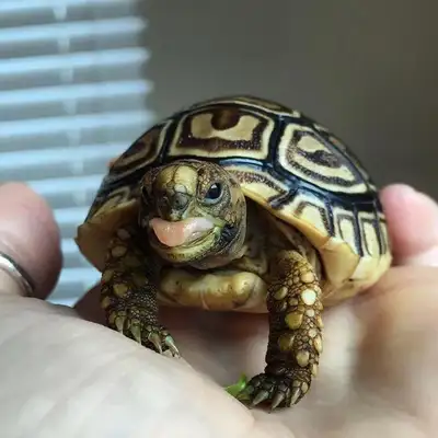 Hey everyone! I’ve been looking to get a pet tortoise for a while and would love to provide a great...