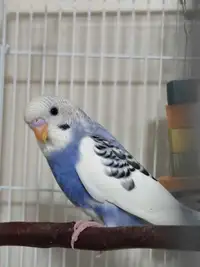 Male Budgies Available 