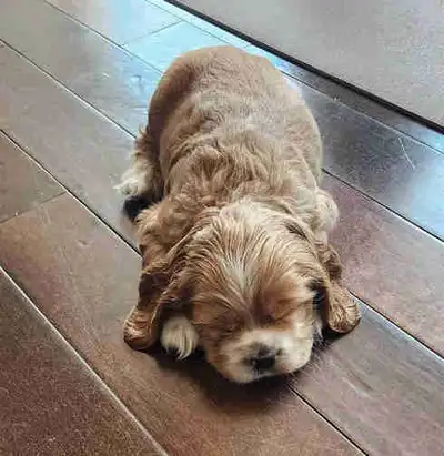 Gorgeous Cocker Spaniel puppies ready to find their forever homes! These little bundles of joy have...