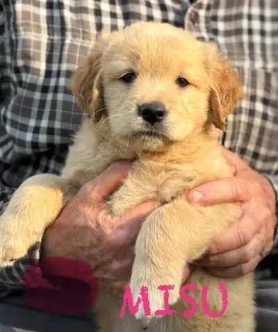 Birthday: April 27th 2025 (6.5 weeks old) *Will be ready to go home Sunday, June 22nd* 2 females, 4...