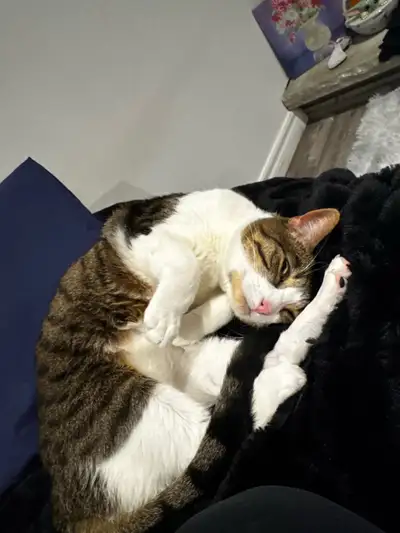 Adult Female Cat Looking For Her New Forever Home, View more