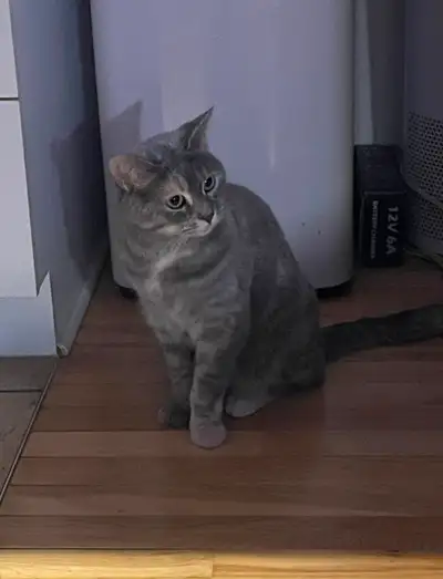 Encore : Chatte opéré ., View more