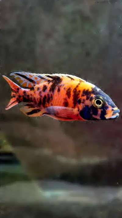 First picture is the male father n female mom is the yellow lab. Unsexed babies cichlid approx 1" Pe...